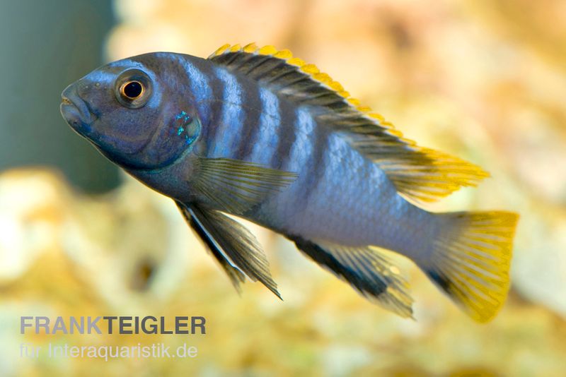 Labidochromis spec. MBAMBA BAY, DNZ