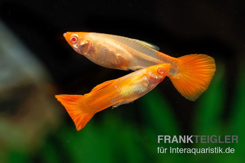 Albino Koi Guppy, Poecilia reticulata, Männchen