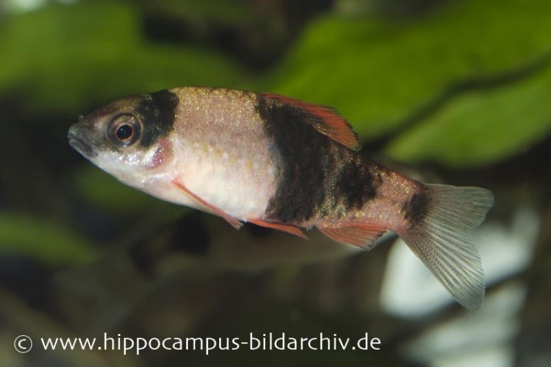 Glühkohlenbarbe, Barbus fasciatus