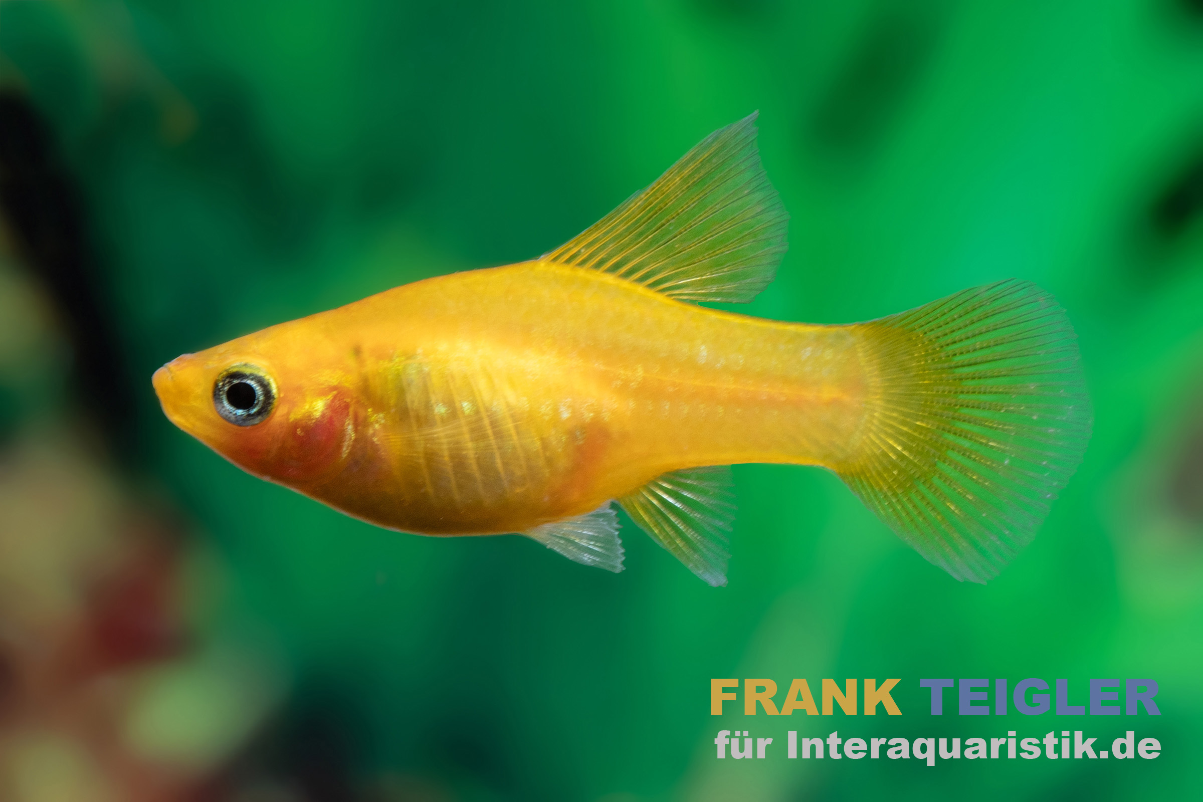 Gelber Platy seitlich vor grünem Hintergrund