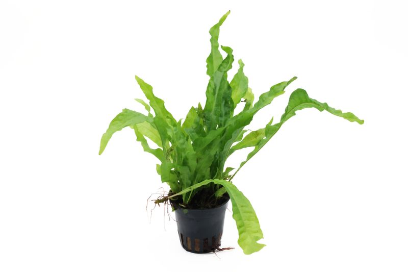 Breitblättriger Javafarn, Microsorum pteropus latifolius, Topf kaufen