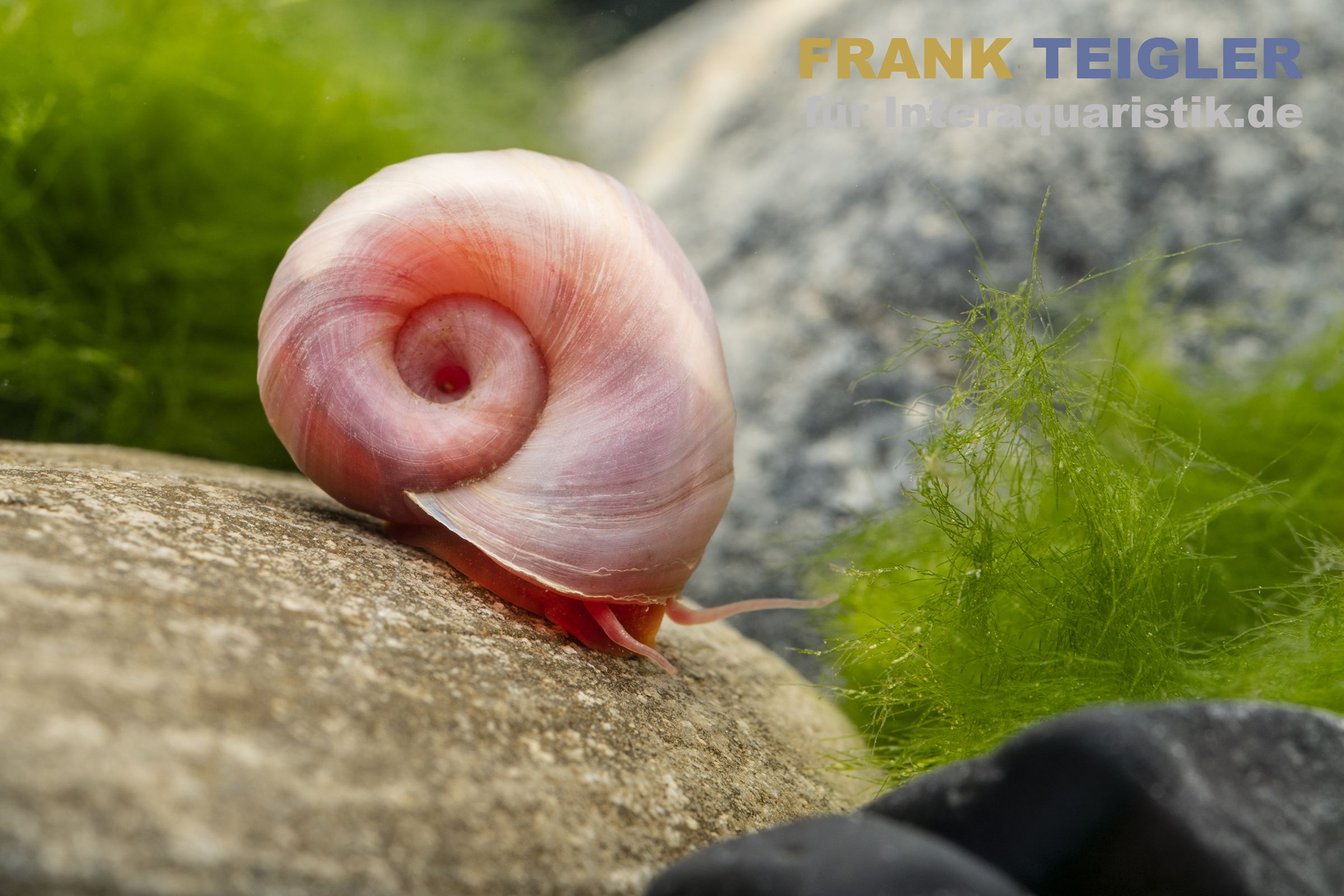 Kleine Posthornschnecke rosa, Planorbella duryi var. Rosa