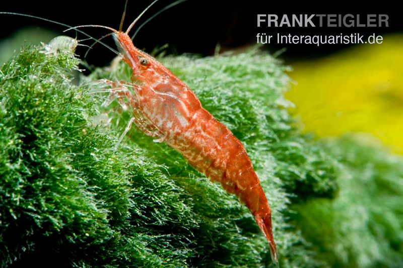 Rote Zwerggarnele, Neocaridina davidi "Red fire"