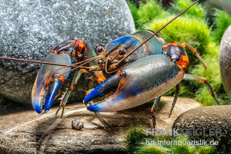 Blauer Tigerkrebs, Cherax alyciae „Blue Kong“, Zufällig ausgewählt