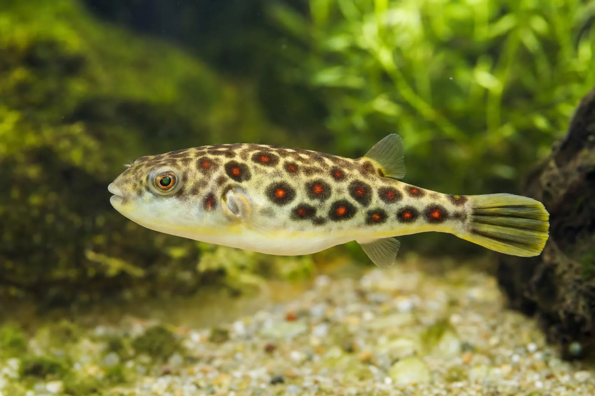 Cross-River-Kugelfisch „Redspot“, Tetraodon pustulatus