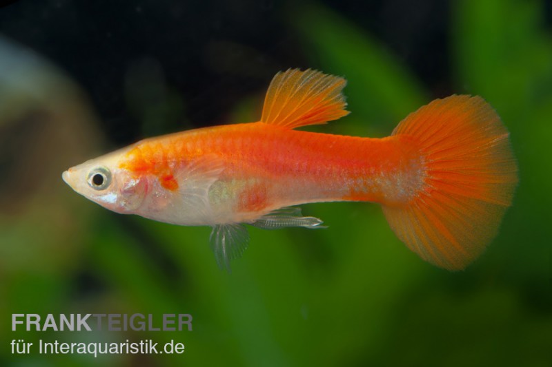 Guppy blond-rot, Poecilia reticulata, Männchen