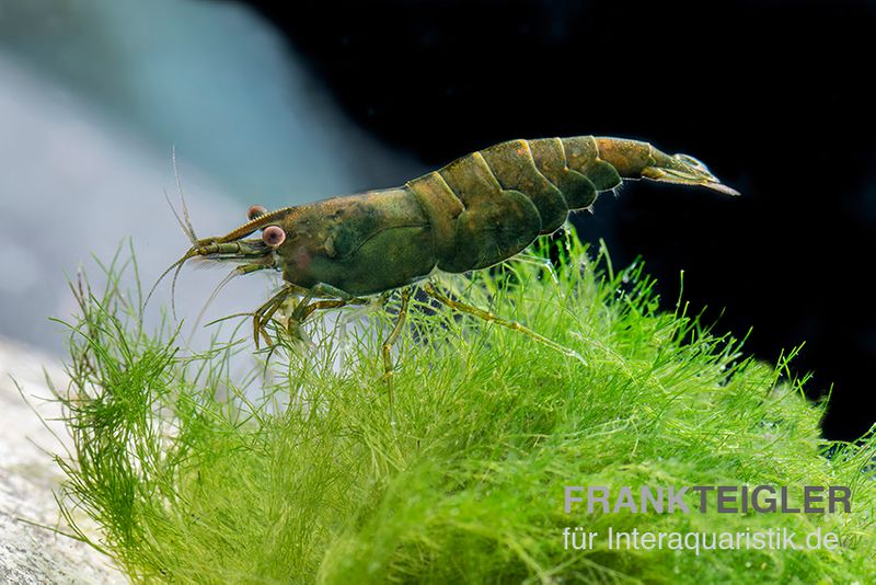 Green Jade Garnele, Neocaridina davidi [10+1 GRATIS]