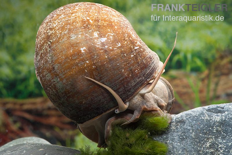 Afrikanische Riesen-Apfelschnecke, Pila wernei