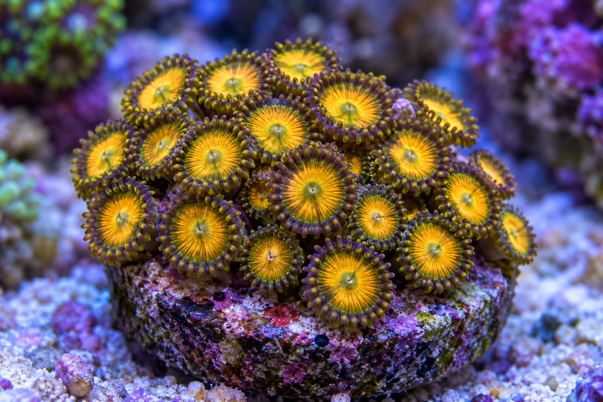Krustenanemone „King Midas“ (Nachzucht), Zoanthus spec., ca. 20 - 25 Polypen