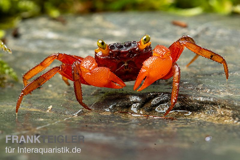 Mandarinenkrabbe, Geosesarma sp. 'Mandarine', Paar (1 Männchen + 1 Weibchen)