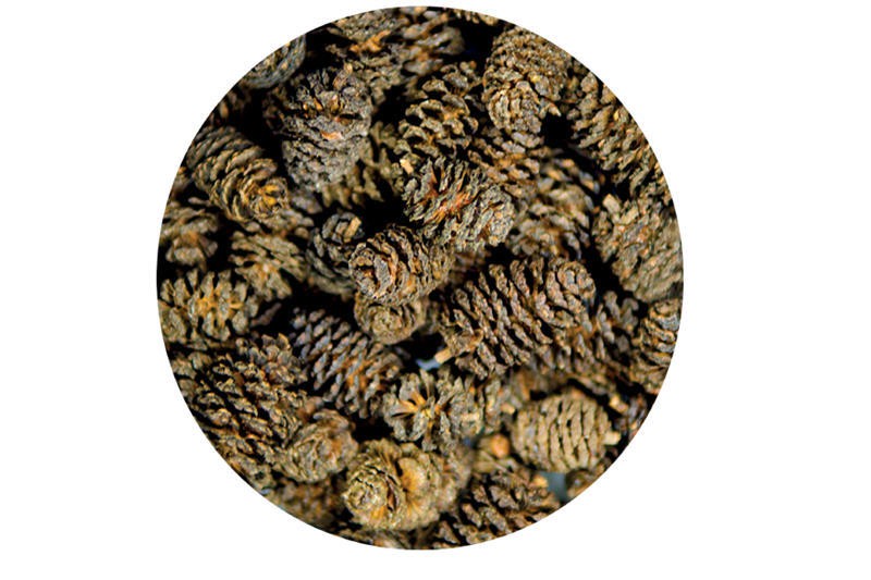 Hobby Alder Cones, Erlenzäpfchen, 50 Stück