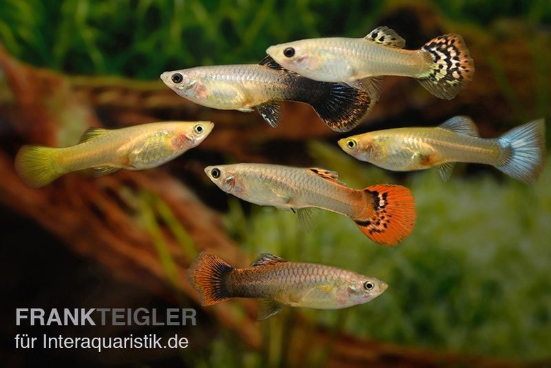 Guppy Weibchen Farbmix, Poecilia reticulata