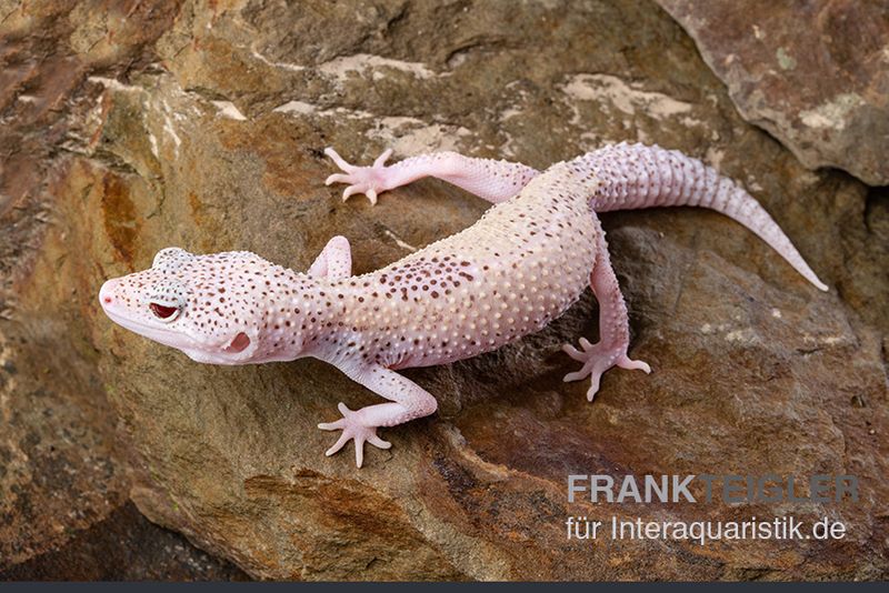 Leopardgecko, Eublepharis macularius, BELL ALBINO ENIGMA