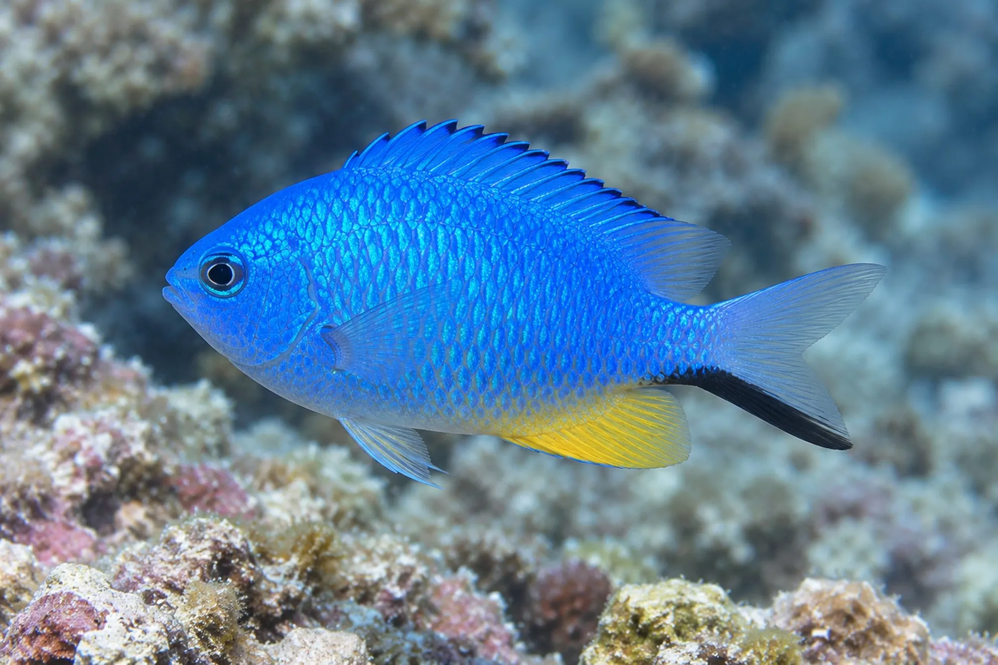 Andamanen Demoiselle, Pomacentrus alleni