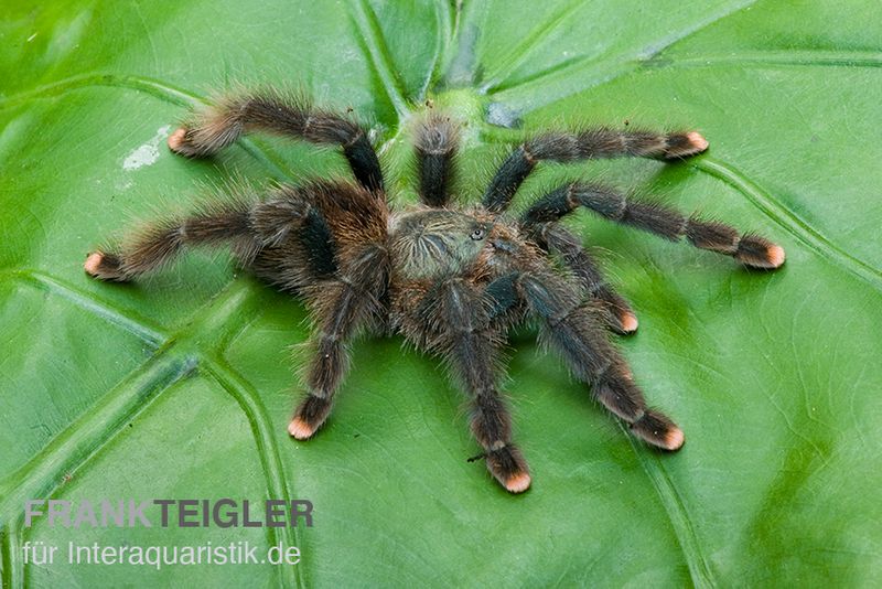 Gemeine Vogelspinne, Avicularia avicularia