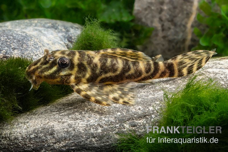 L270 Schokoladen-Zebrawels, Hypancistrus sp.