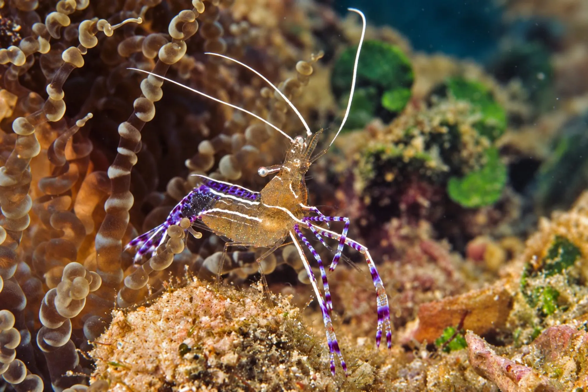 Karibik Anemonen-Garnele, Ancylomenes pedersoni