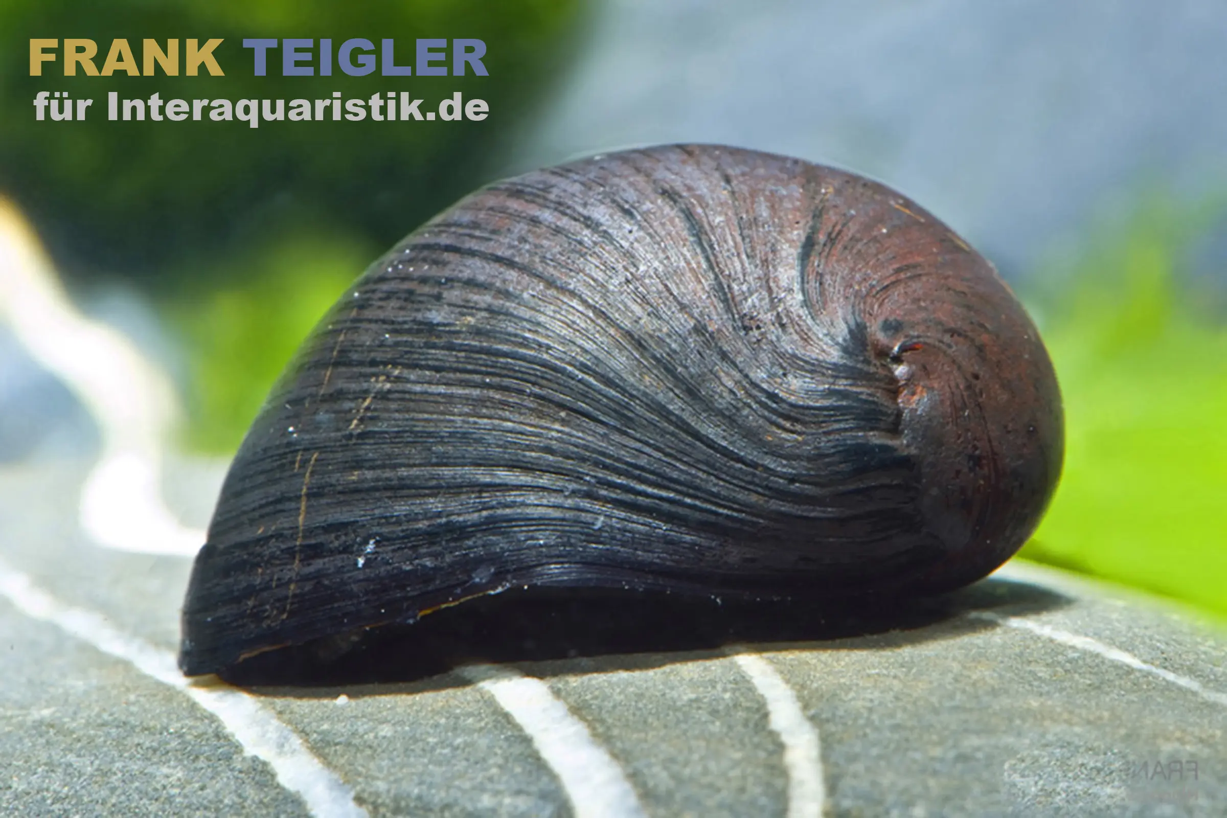 Anthrazit-Napfschnecke / Stahlhelmschnecke, Neritina sp