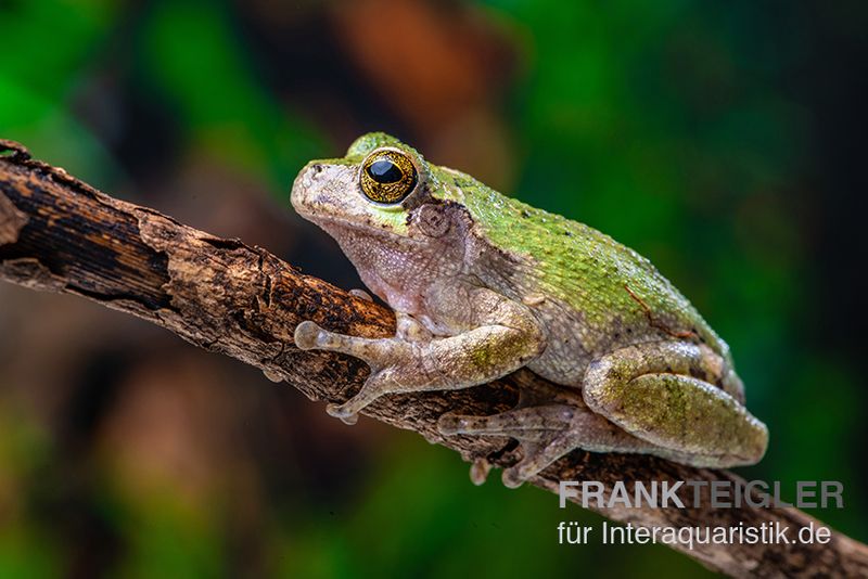 Grauer Laubfrosch, Hyla versicolor