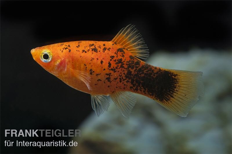 Roter Calico Platy, Xiphophorus maculatus