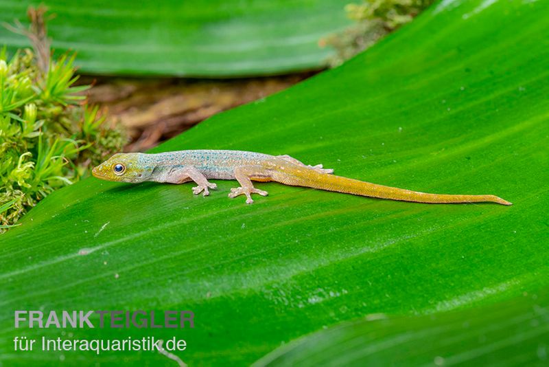 Conrau`s Zwerggecko, Lygodactylus conraui, Trio (1 Männchen + 2 Weibchen)