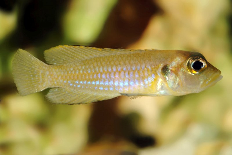 Schneckenbuntbarsch gold, Lamprologus ocellatus, DNZ