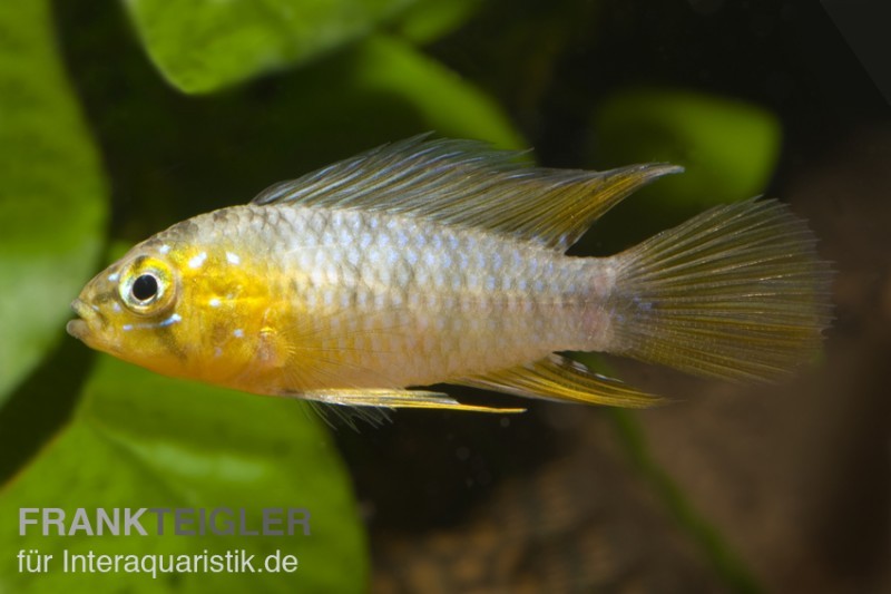 Gelber Zwergbuntbarsch, Apistogramma borelli, paarweise