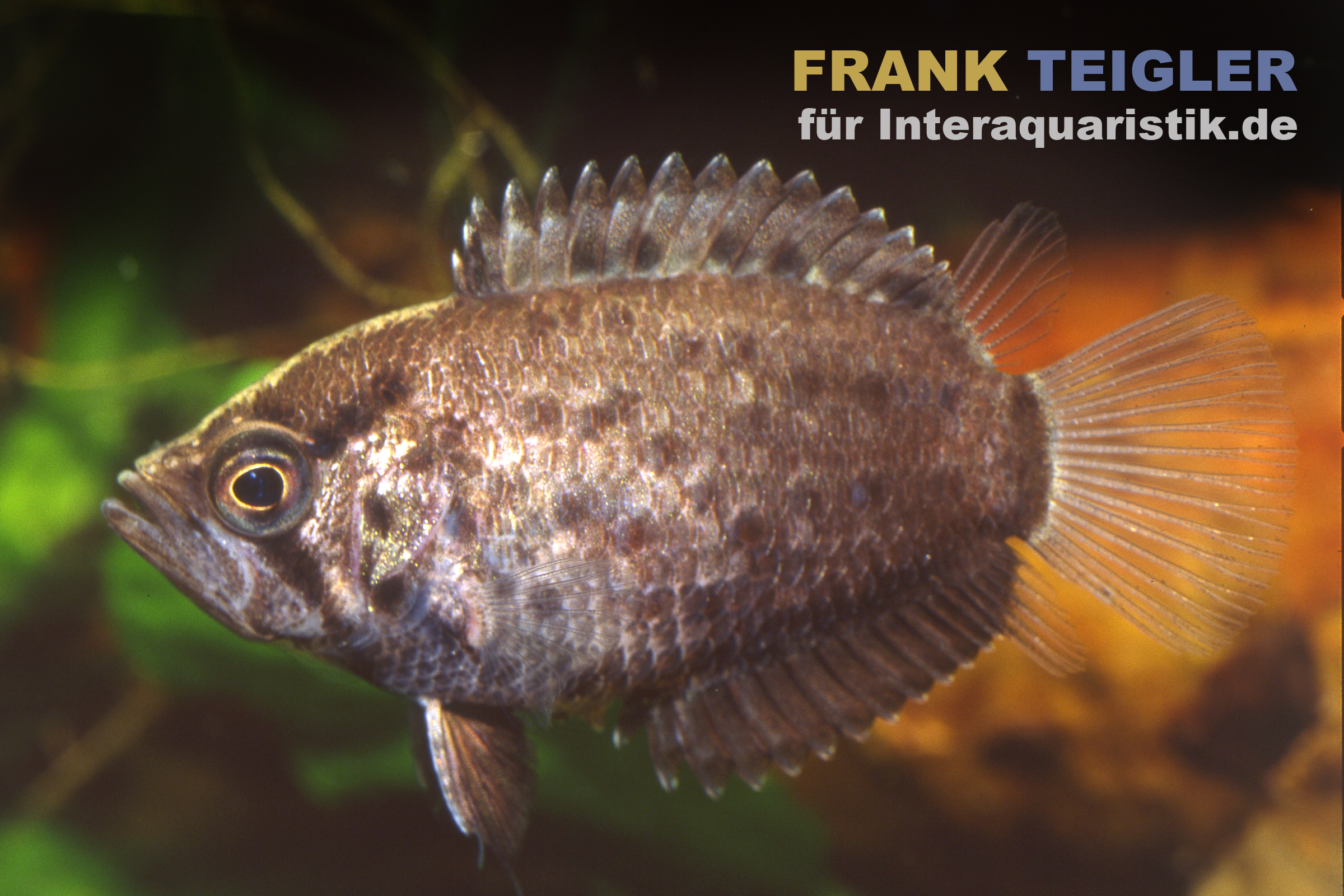 Vielstachler, Polycentrus schomburgkii, 2,5-3,5 cm