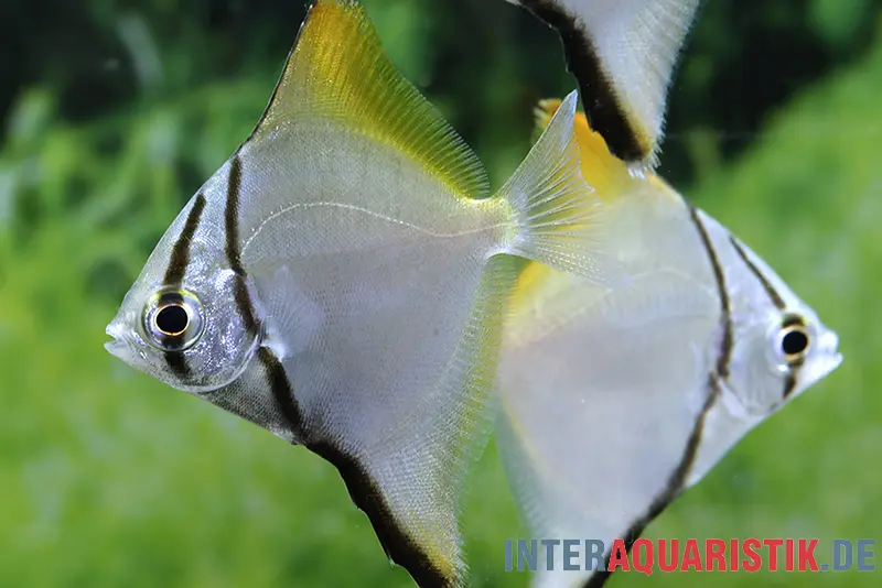 Silberflossenblatt, Monodactylus argenteus, 5-6 cm