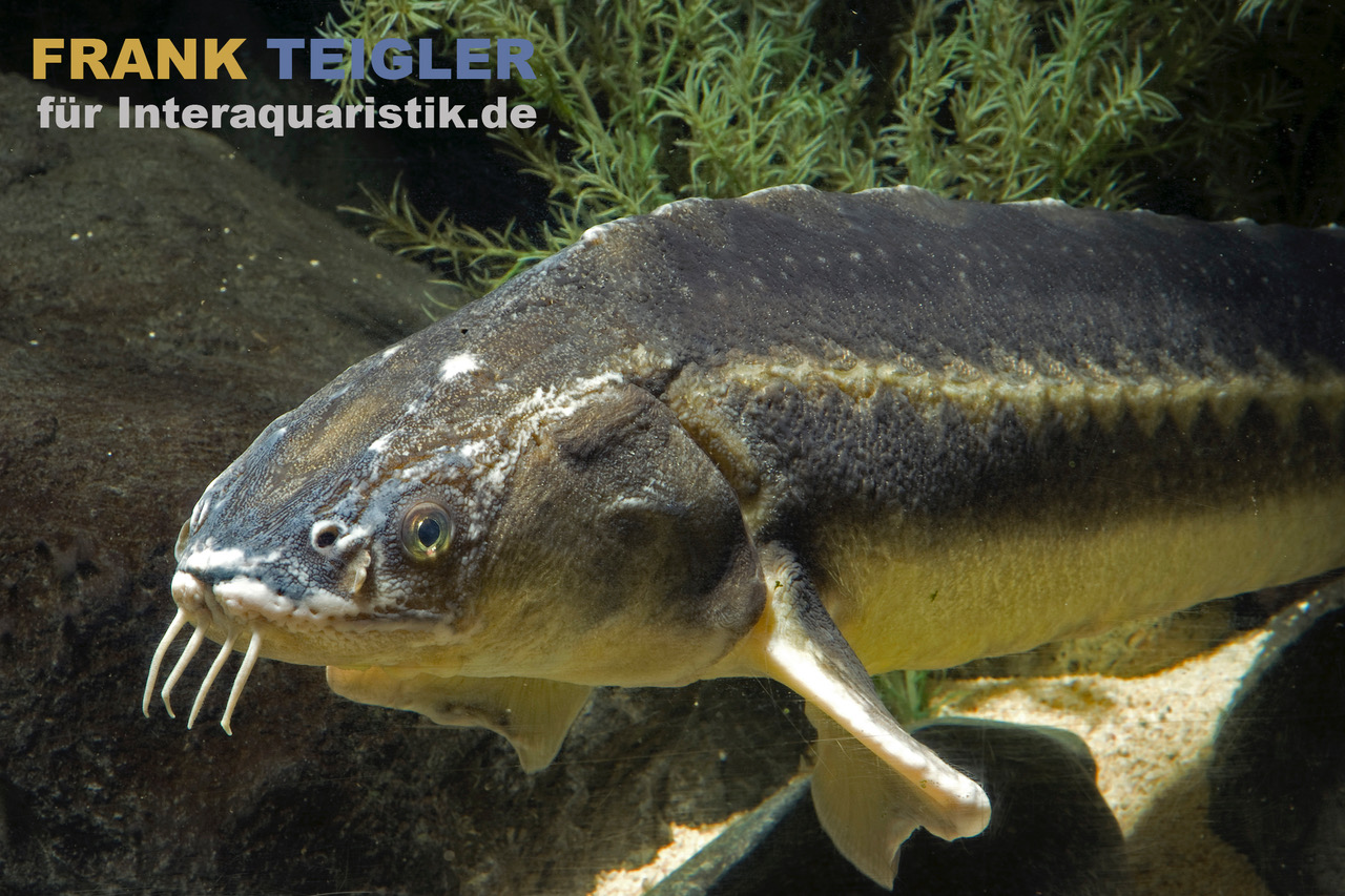 Waxdick-Stör X Sterlet, Acipenser ruthenus x Acipenser gueldenstaedtii (Kaltwasser) 20-25 cm