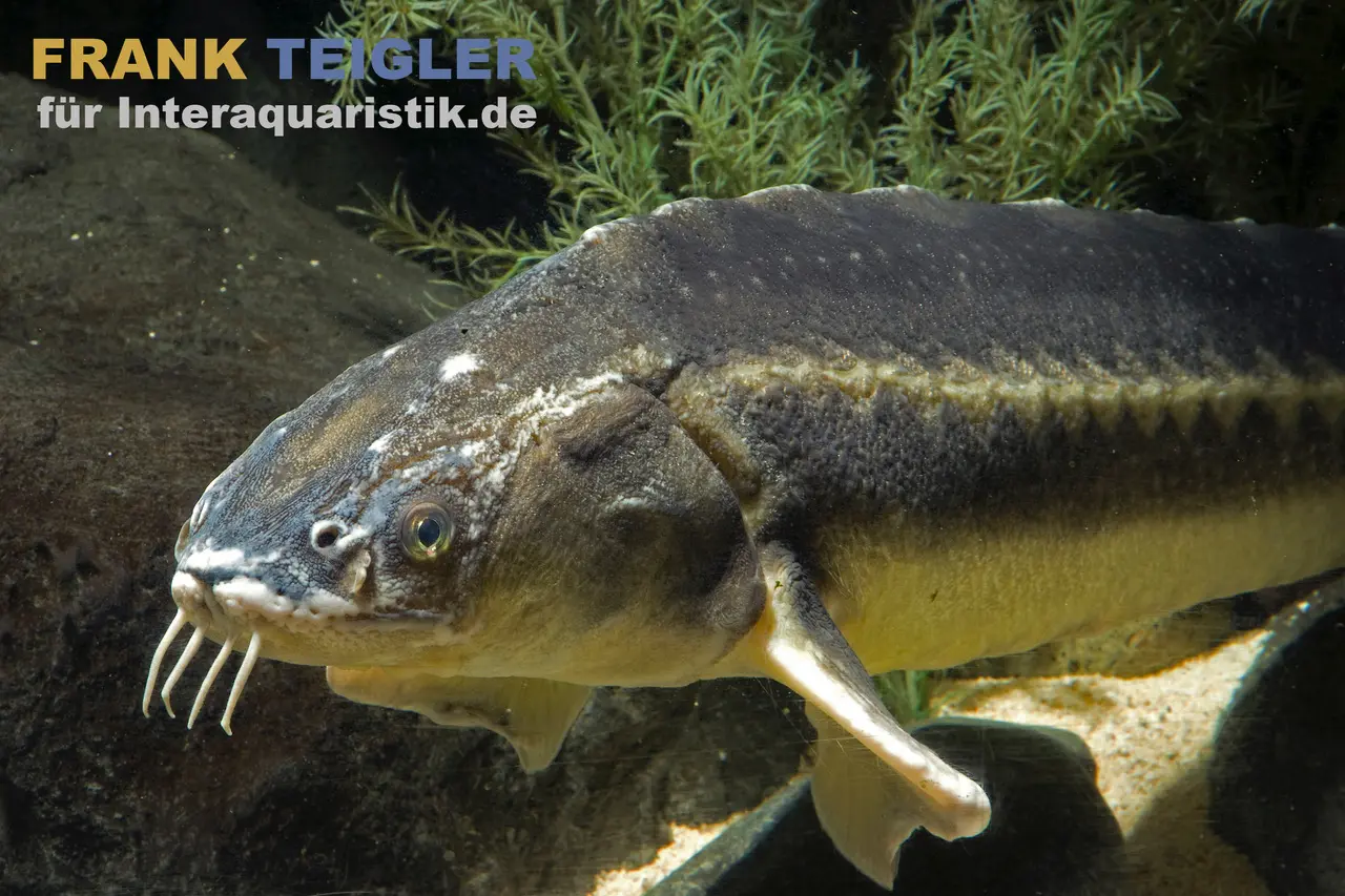 Waxdick-Stör X Sterlet, Acipenser ruthenus x Acipenser gueldenstaedtii (Kaltwasser) 20-25 cm
