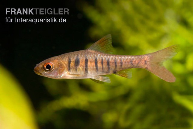 Blaustrichbarbe, Barbus barilioides/fasciolatus DNZ