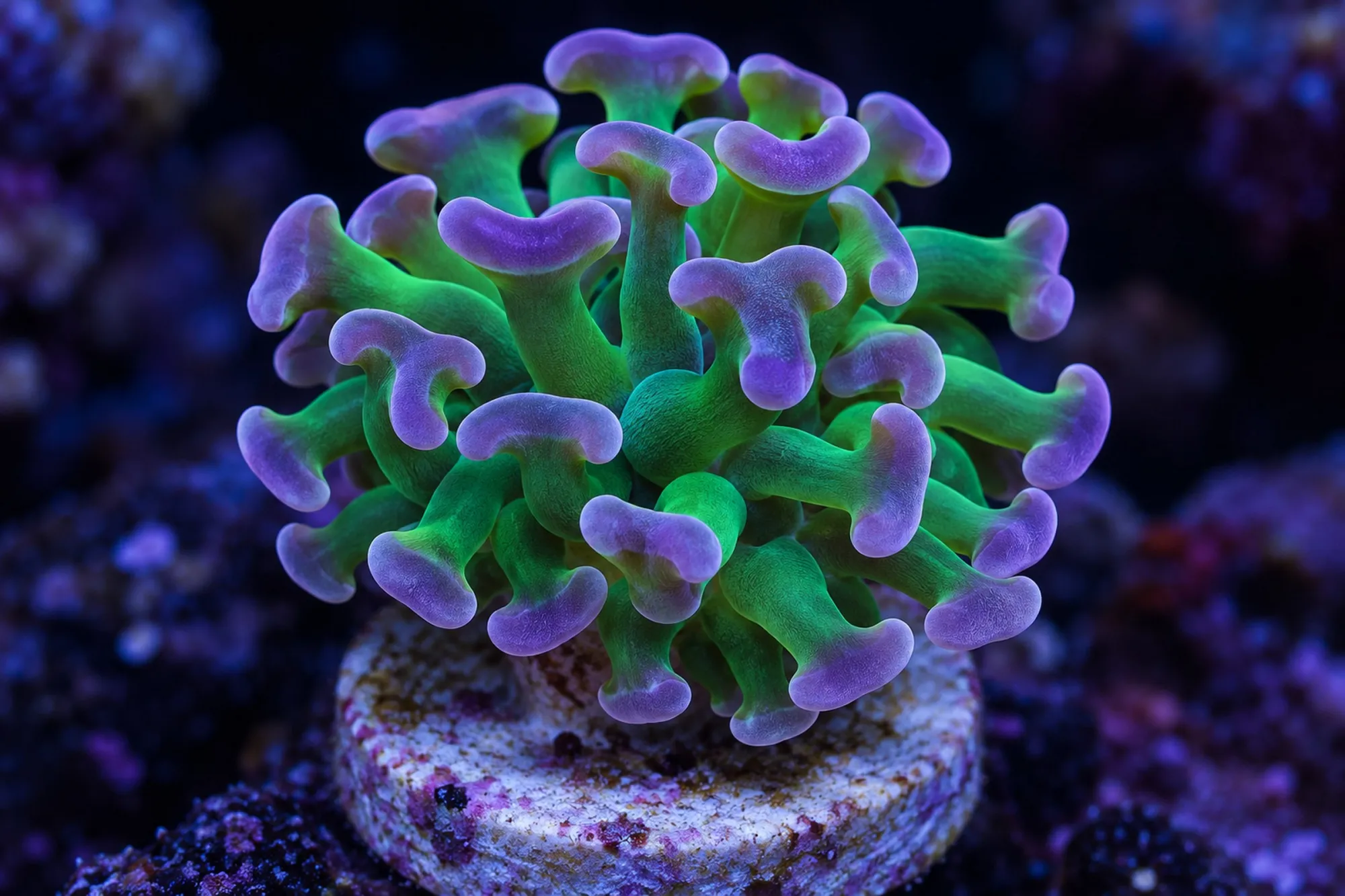 Hammerkoralle „Bicolor“ (Nachzucht), Fimbriaphyllia paraancora, 1 Polyp