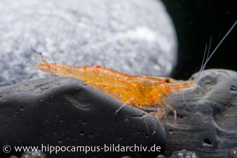 Mandarinengarnele, Caridina thambipillai (Caridina propinqua)