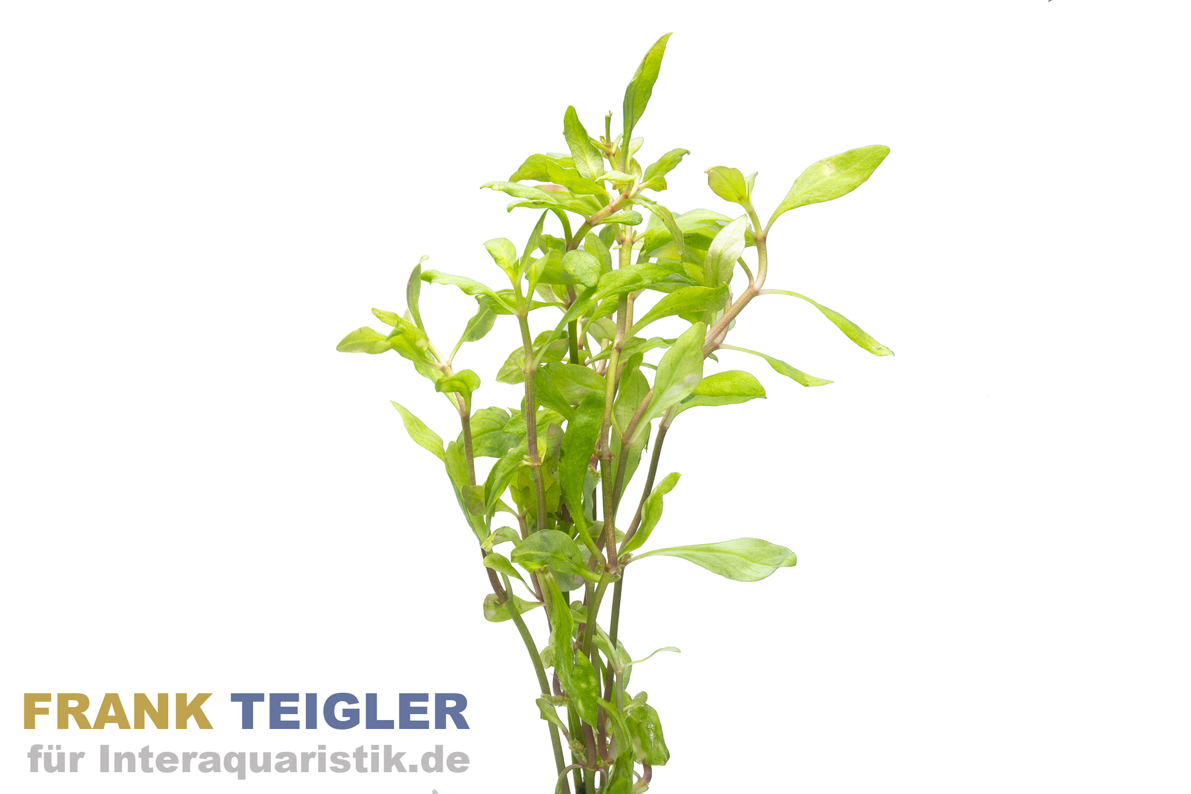 Schmalblättrige Papageienblatt Alternanthera reineckii "Bronze", Bund