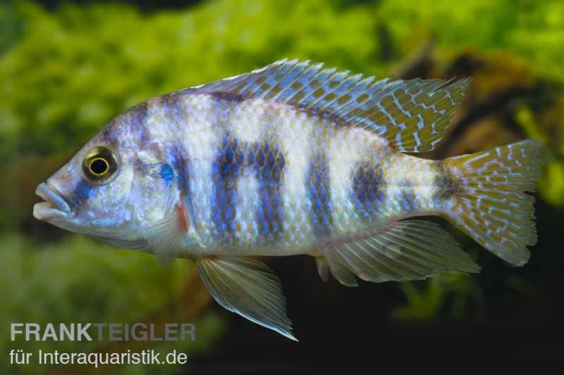 Milomo-Buntbarsch, Placidochromis milomo, DNZ