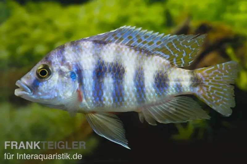 Milomo-Buntbarsch, Placidochromis milomo super VC10, DNZ