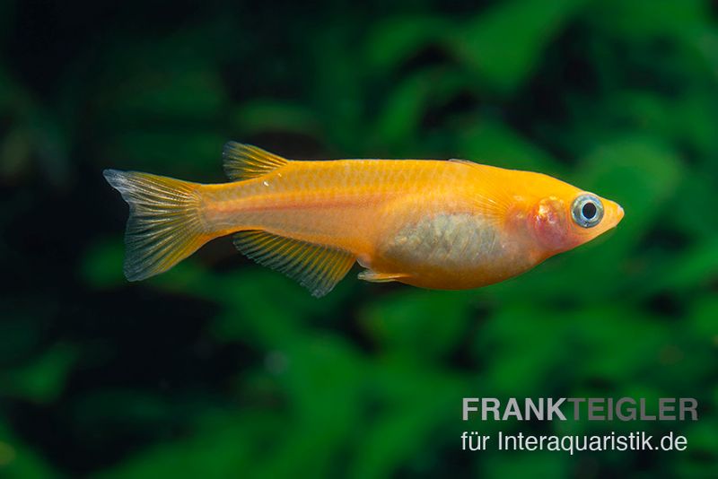 Medaka Orange, Oryzias latipes