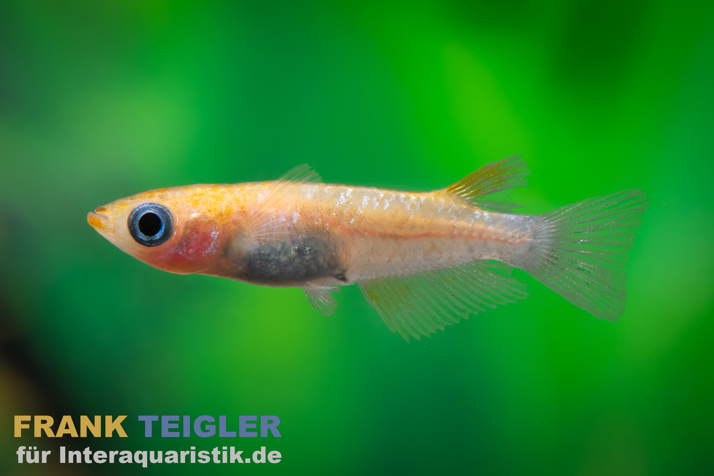 Medaka Nishiki Black & Orange, Oryzias latipes Nishiki Black & Orange