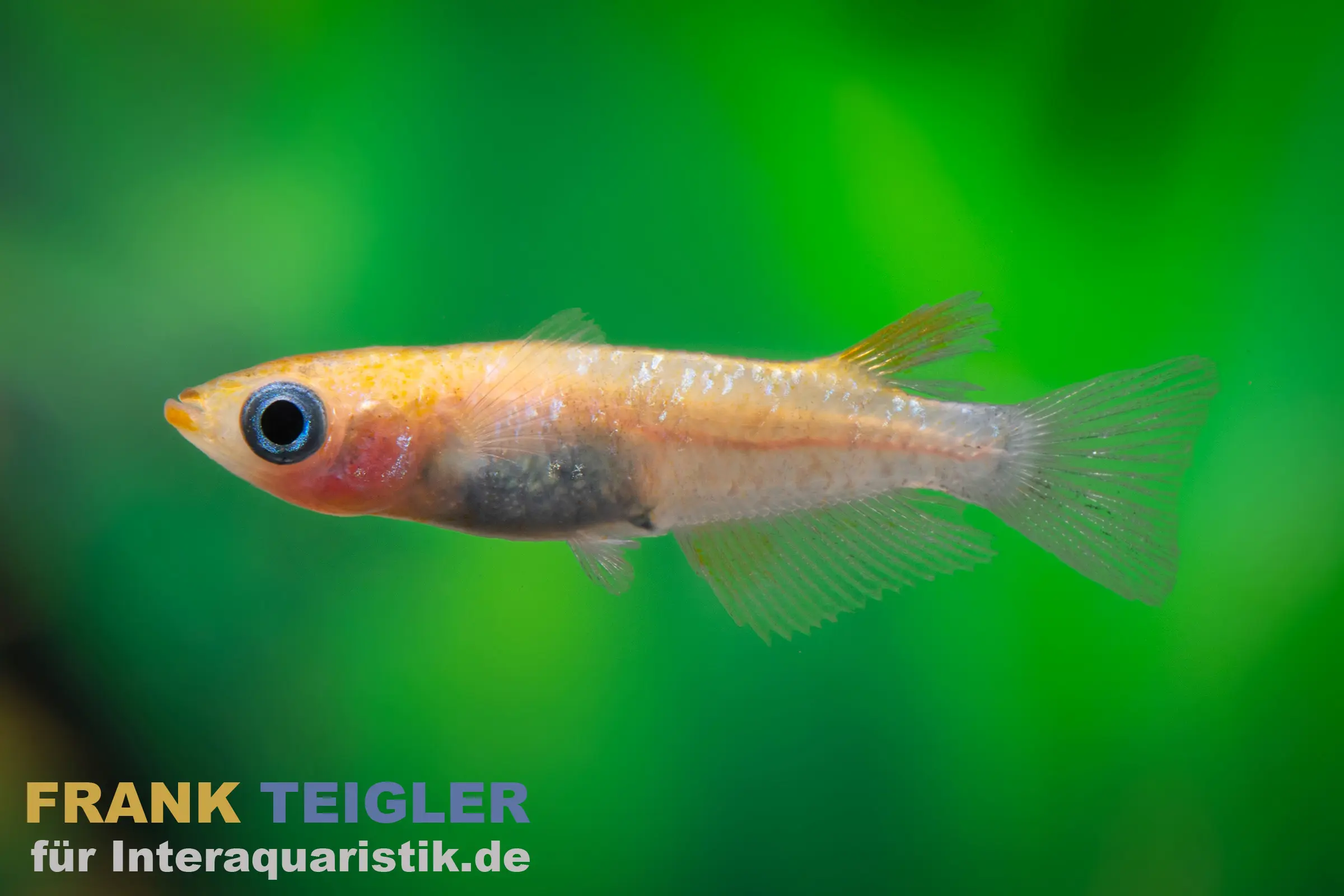 Medaka Nishiki Black & Orange, Oryzias latipes Nishiki Black & Orange