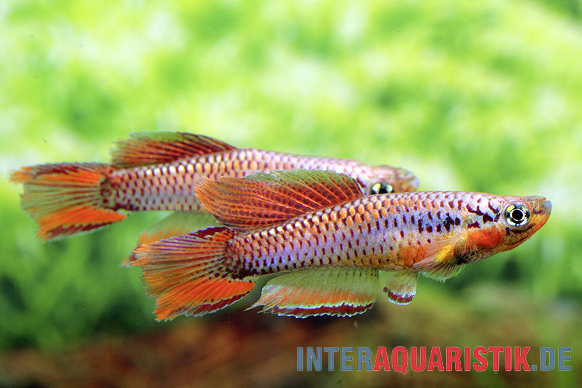 Zweistreifen-Prachtkärpfling „Lagos“, Chromaphyosemion bitaeniatum