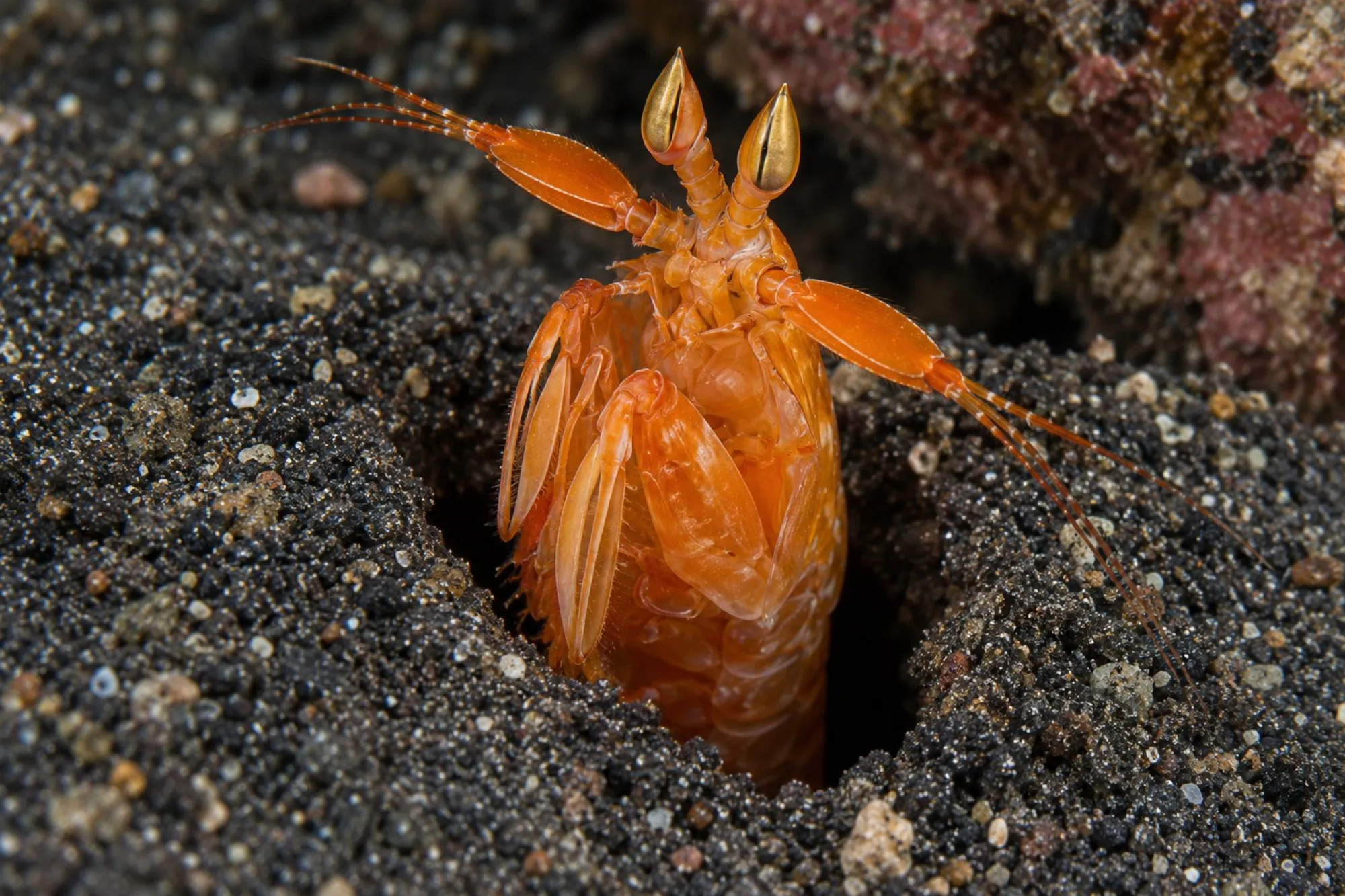 Orangener Fangschreckenkrebs, Lysiosquilloides mapia