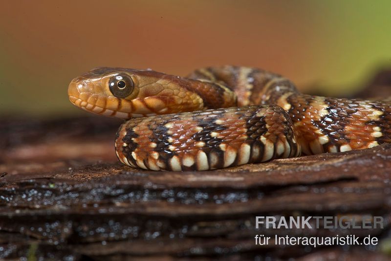 Gebänderte Wassernatter, Nerodia fasciata