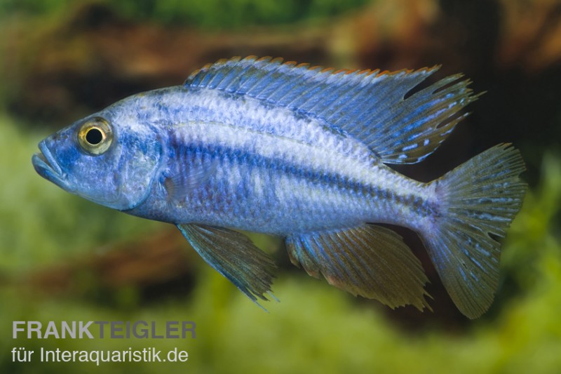 Messerbuntbarsch, Dimidiochromis compressiceps, DNZ