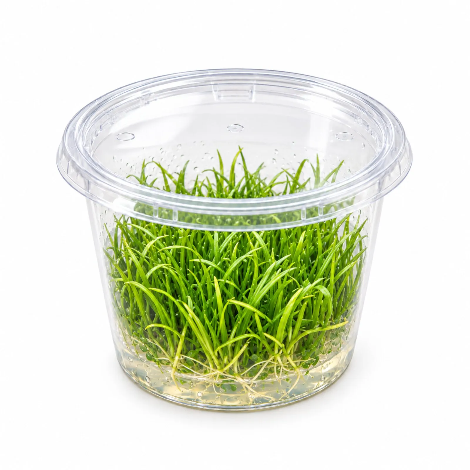 Neuseelandgras, Lilaeopsis brasiliensis, In Vitro
