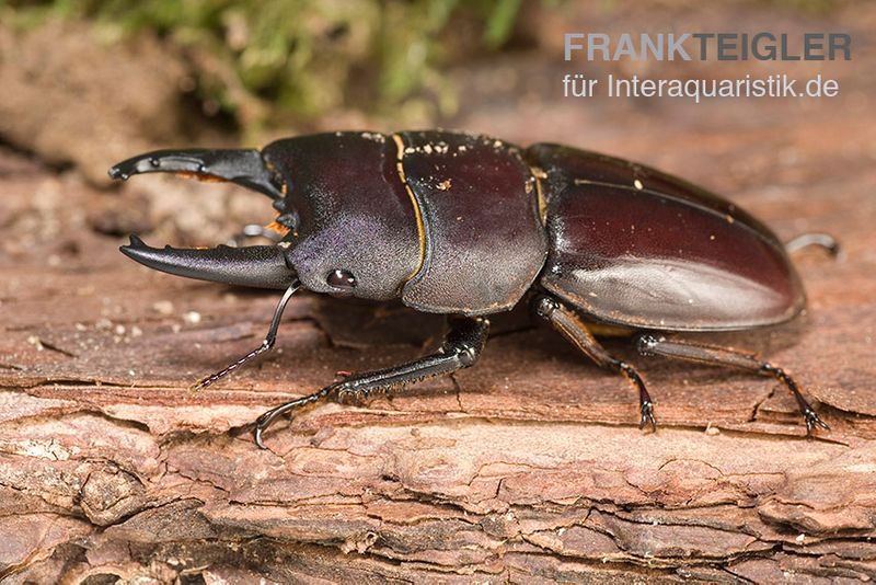 Taurus-Panzerkopfkäfer, Dorcus taurus, paarpreisx2