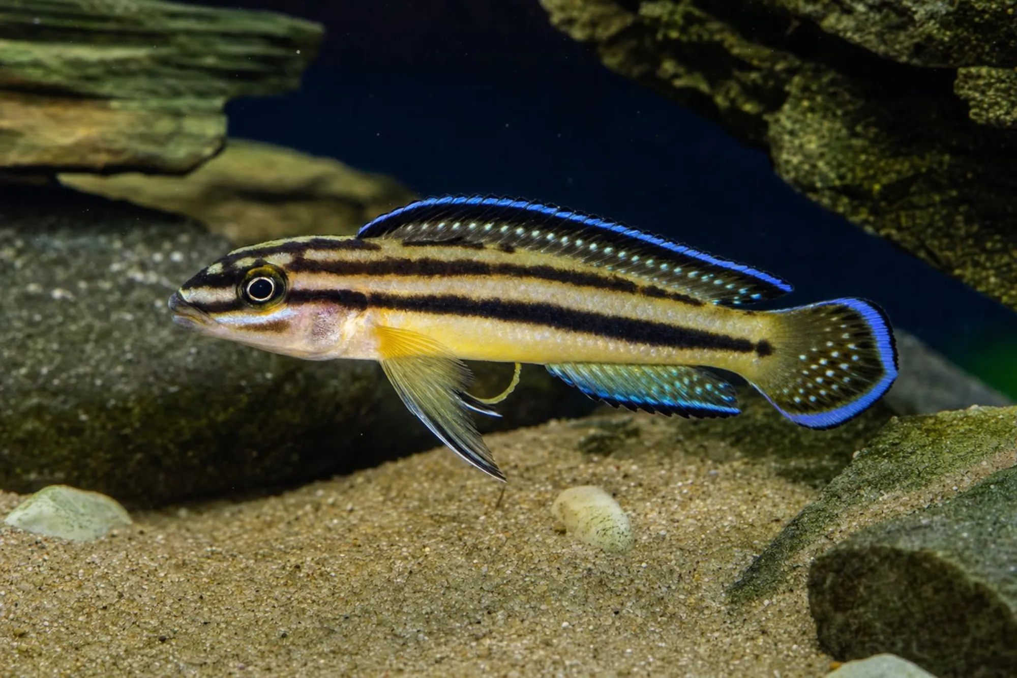 Gelb-blauer Schlankcichlide, Julidochromis marksmithi
