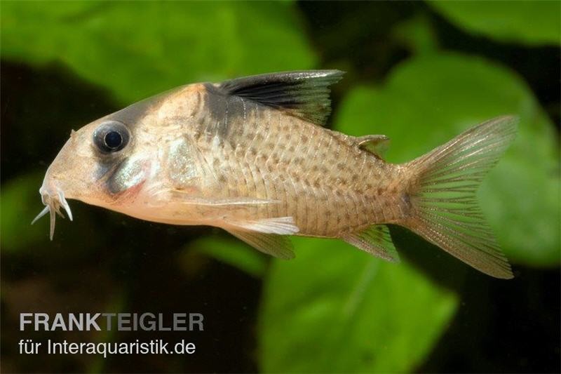 Schwarzbinden-Panzerwels, Corydoras melanistius / Corydoras wotroi