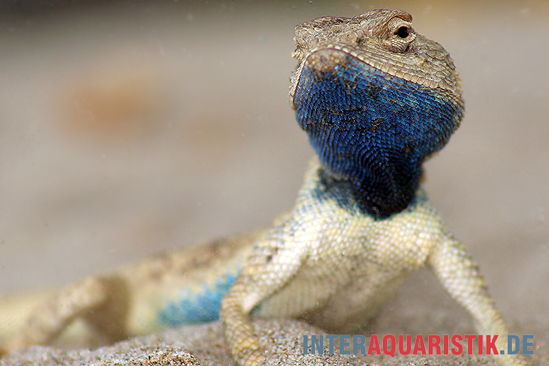 Wüstenagame, Agama mutabilis