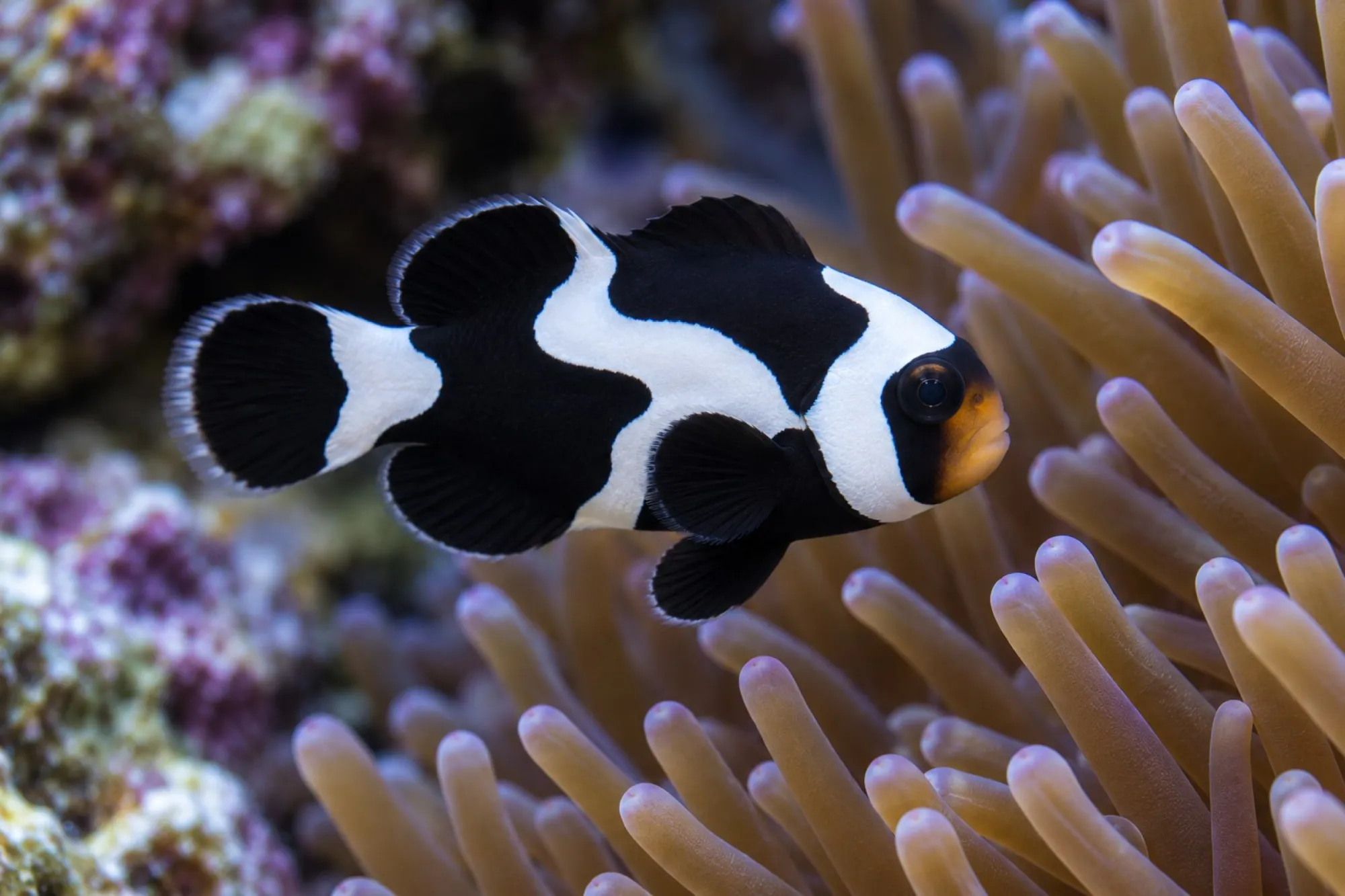 Ocellaris-Clownfisch „Black Gladiator“ Nachzucht, Amphiprion ocellaris